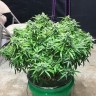купить качественные семена конопли Auto Diesel Ryder feminised