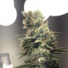 купить семена сортовой конопли Auto Diesel Ryder feminised