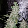 заказать хорошие семена конопли Auto Dr. Grinspoon feminised