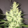 заказать на сайте семена конопли Auto Dr. Grinspoon feminised