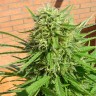 заказать семена конопли автоцвет Auto Dr. Grinspoon feminised