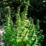 купить семена конопли интернет магазин Auto Critical feminised