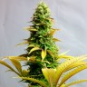 купить семена конопли автоцвет Auto Critical feminised