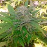 семена конопли скороспелый купить Auto Critical feminised