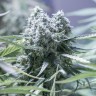 купить семена конопли элитных сортов Auto Critical feminised