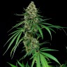 заказать семена конопли Auto Critical feminised