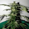 заказ семян конопли Auto Critical feminised