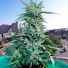 заказ семян конопли Украина Auto Critical feminised