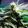 заказать семена конопли курьером Auto Critical feminised