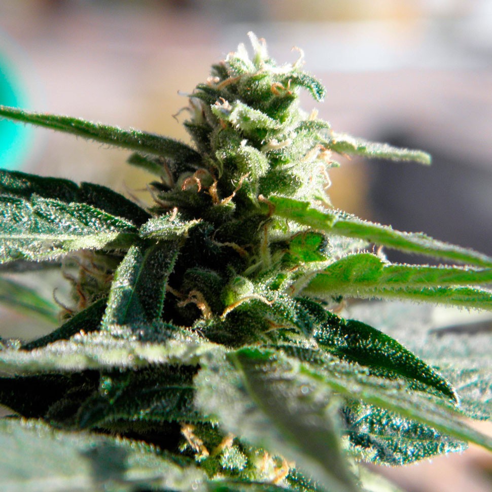 купить семена конопли автоцвет Auto Critical feminised