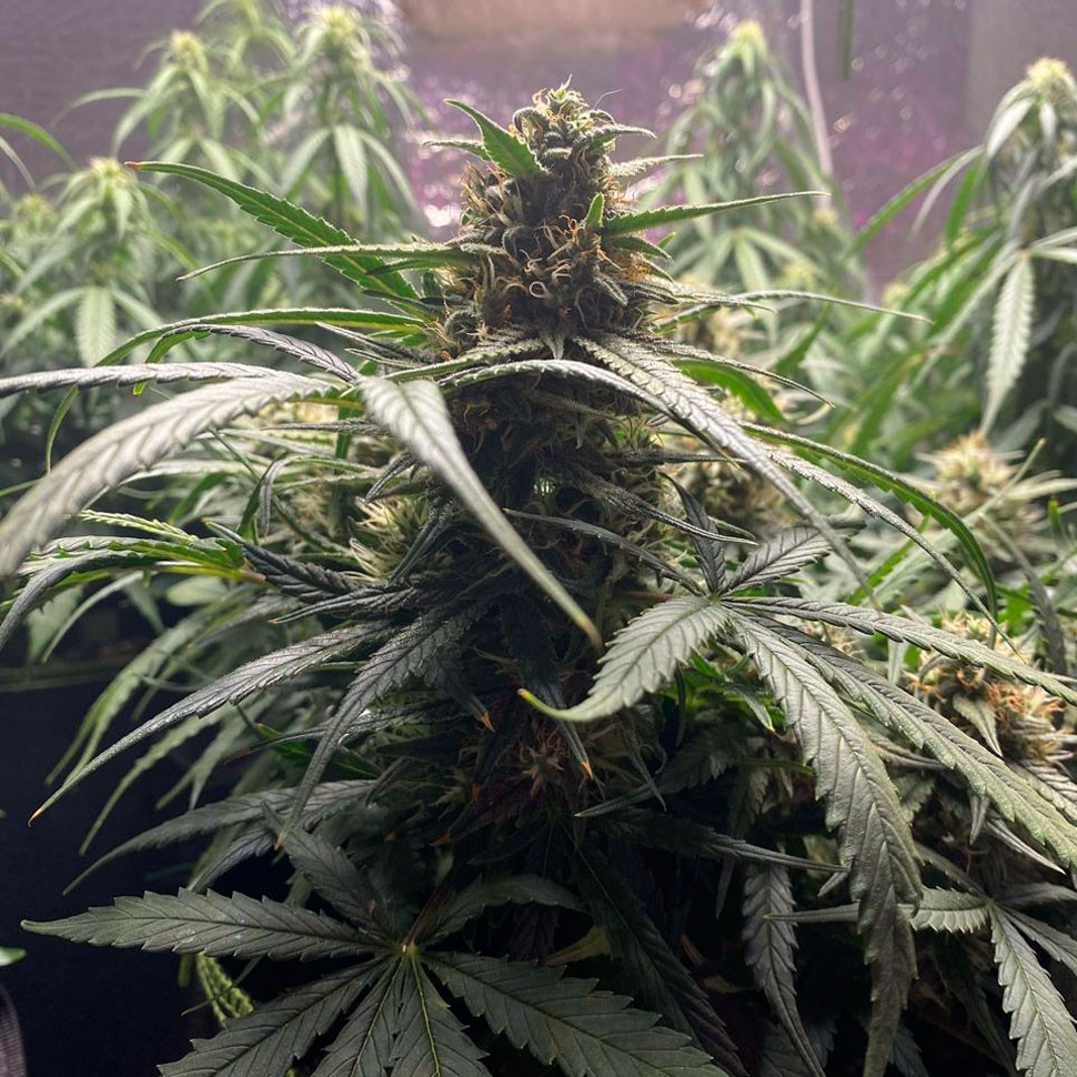 Качественные семена каннабиса Auto Gagarin 2 feminised Ganja Seeds