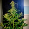 Семена конопли Auto Glueberry O.G. feminised Ganja Seeds