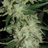 Семена марихуаны  Auto Skunk feminised Ganja Seeds