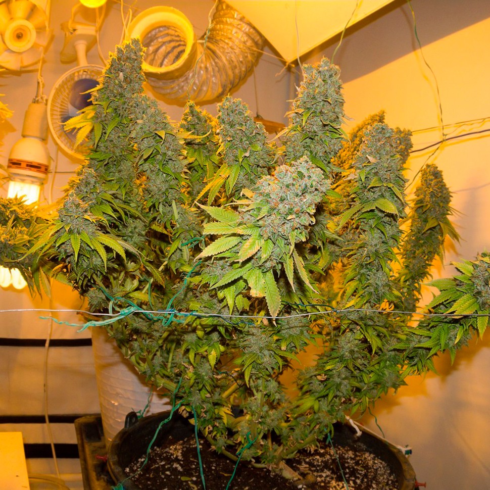 Семена ганжа Blue Gelato 41 feminised Ganja Seeds