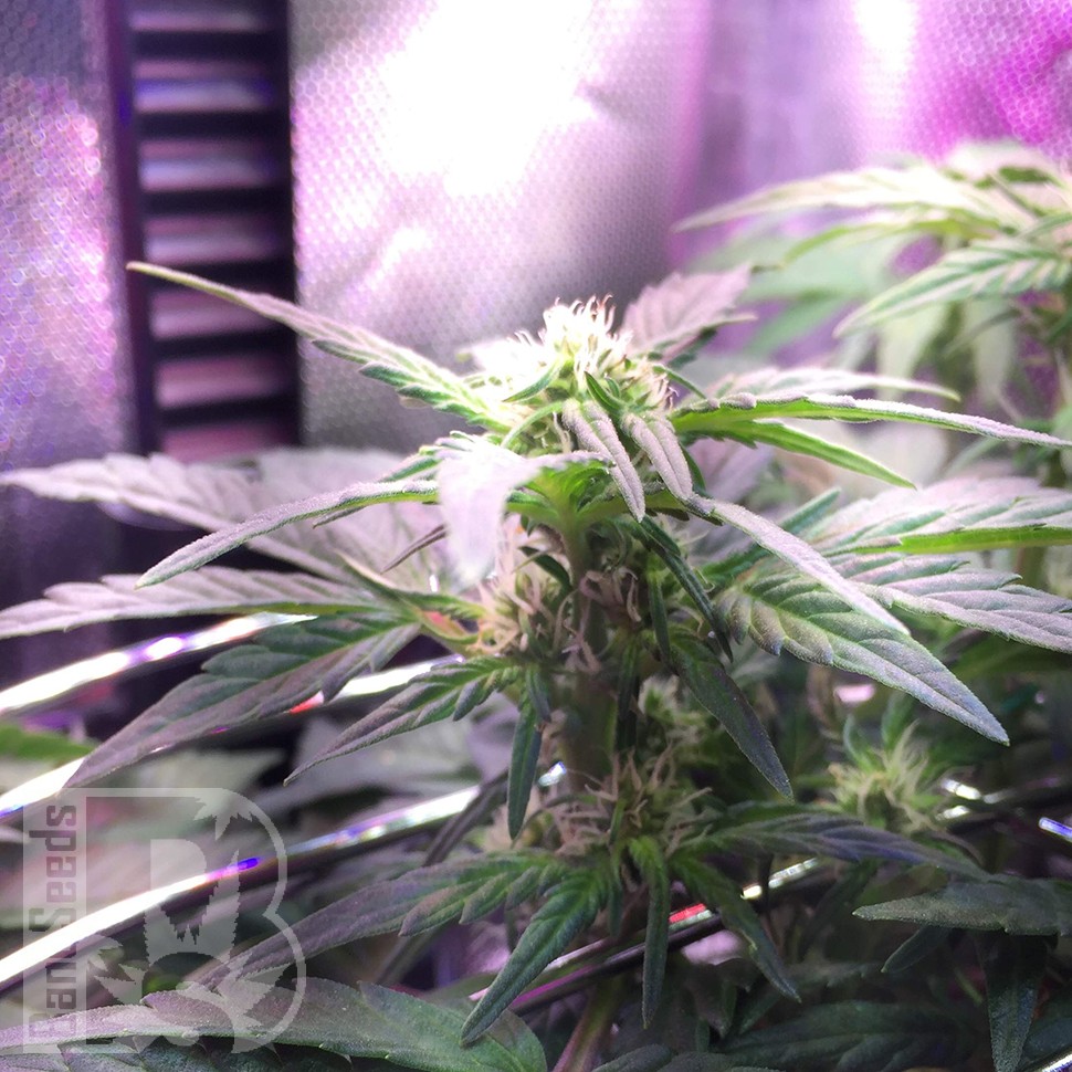 Семена конопли Auto Himalaya Blue Diesel feminised Ganja Seeds