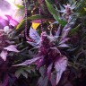 Семена Auto Himalaya Blue Diesel feminised Ganja Seeds