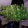 Семена каннабиса Auto Blue Mazar feminised Ganja Seeds