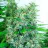 купить семена конопли  феминизированные Auto Kali Mist feminised