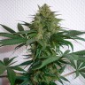 Семена марихуаны в Казахстане Auto Mohan Ram feminised Ganja Seeds