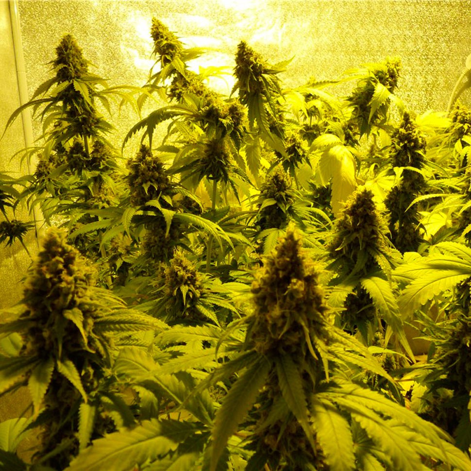 Качественные семена конопли Auto Mohan Ram feminised Ganja Seeds