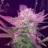 Семена марихуаны  Auto Lemon Haze feminised Ganja Seeds
