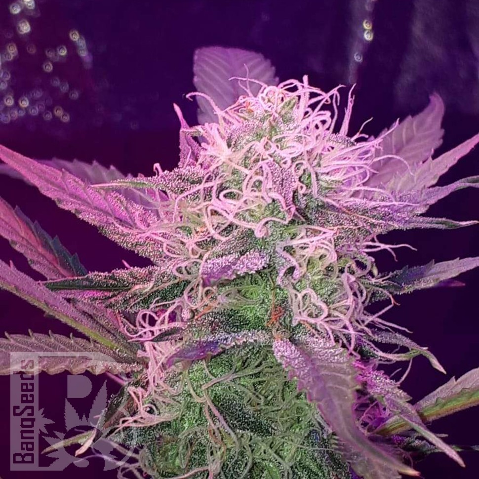Семена марихуаны  Auto Lemon Haze feminised Ganja Seeds
