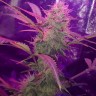 Семена марихуаны  Auto Lemon Haze feminised Ganja Seeds