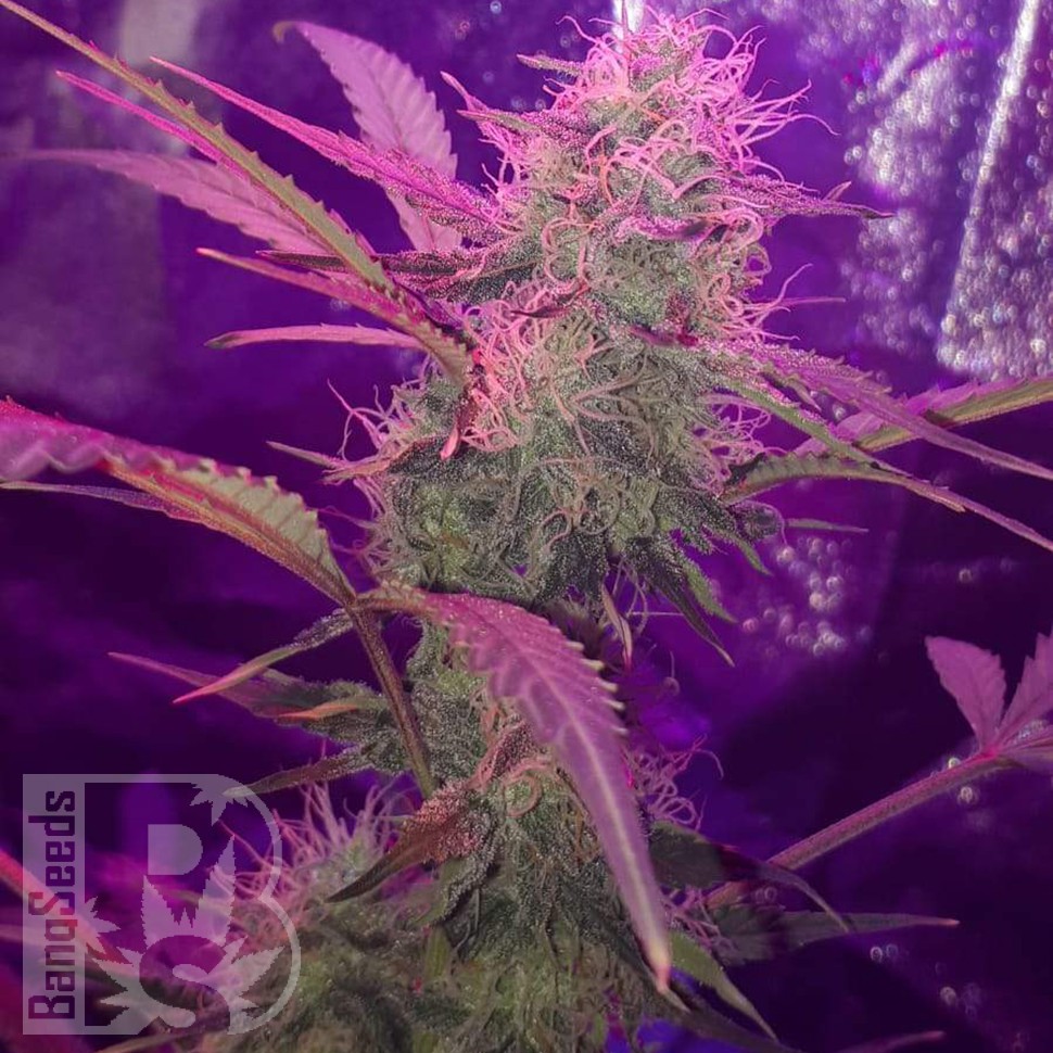 Семена марихуаны  Auto Lemon Haze feminised Ganja Seeds