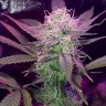 Семена марихуаны  Auto Lemon Haze feminised Ganja Seeds