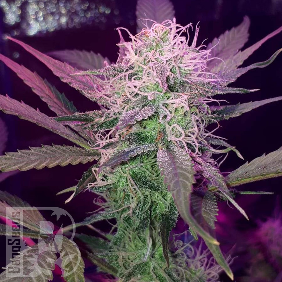 Семена марихуаны  Auto Lemon Haze feminised Ganja Seeds