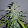 Семена марихуаны  Auto Lemon Haze feminised Ganja Seeds