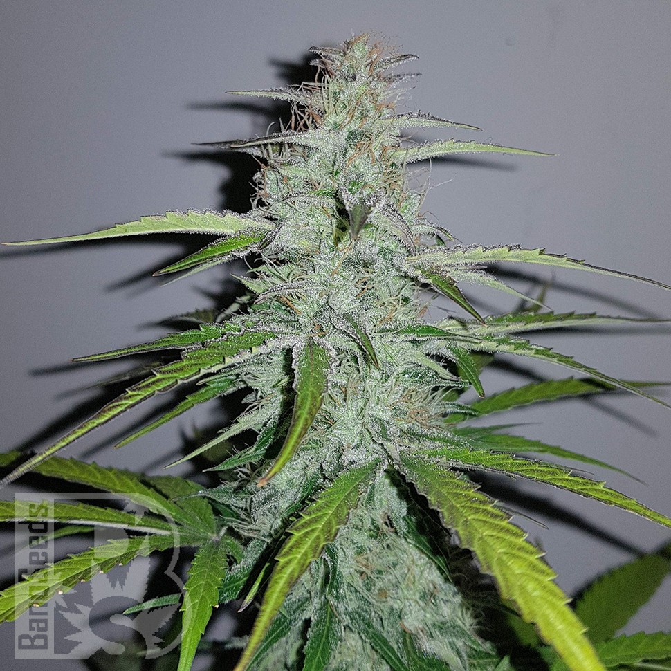 Семена марихуаны  Auto Lemon Haze feminised Ganja Seeds