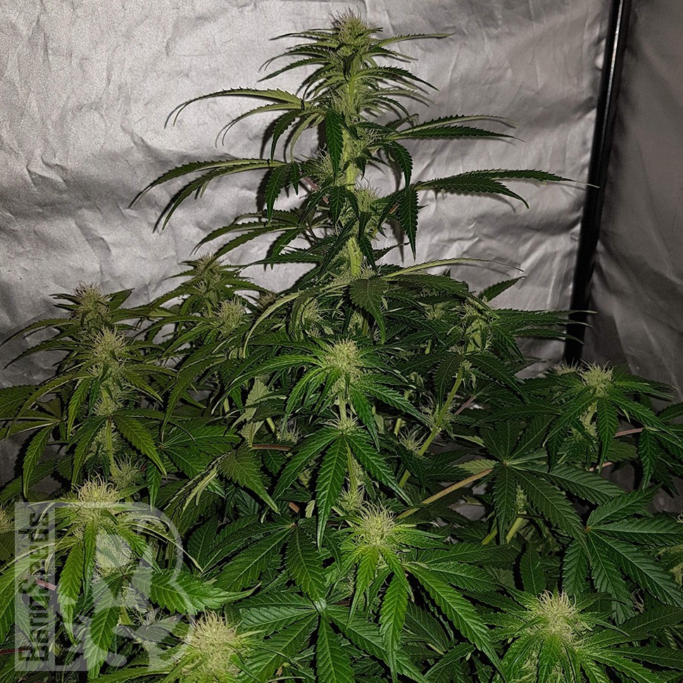 Семена марихуаны  Auto Lemon Haze feminised Ganja Seeds