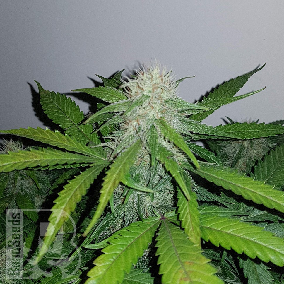 Семена марихуаны  Auto Lemon Haze feminised Ganja Seeds