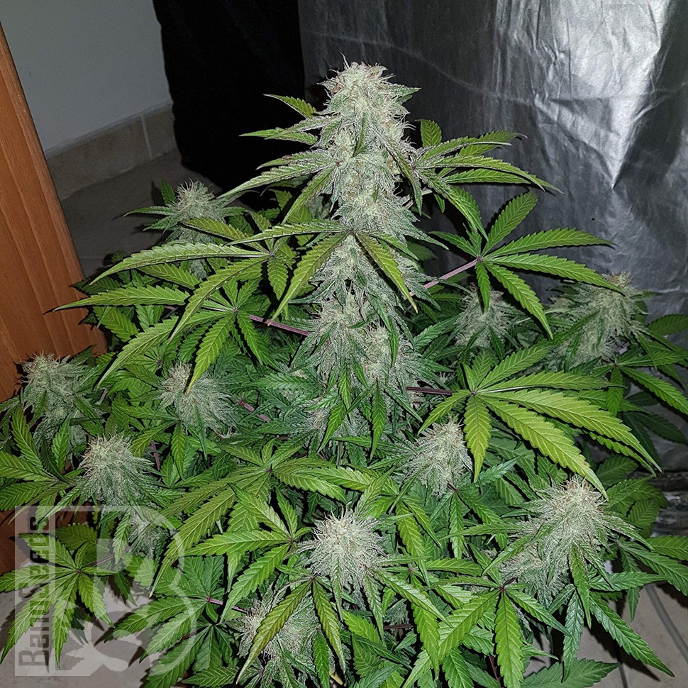 Семена марихуаны  Auto Lemon Haze feminised Ganja Seeds