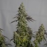 Семена ганжа  Auto Magnesia Haze feminised Ganja Seeds