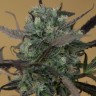 Семена марихуаны  Auto Chemdawg feminised Ganja Seeds