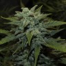 Семена марихуаны  Auto Chemdawg feminised Ganja Seeds