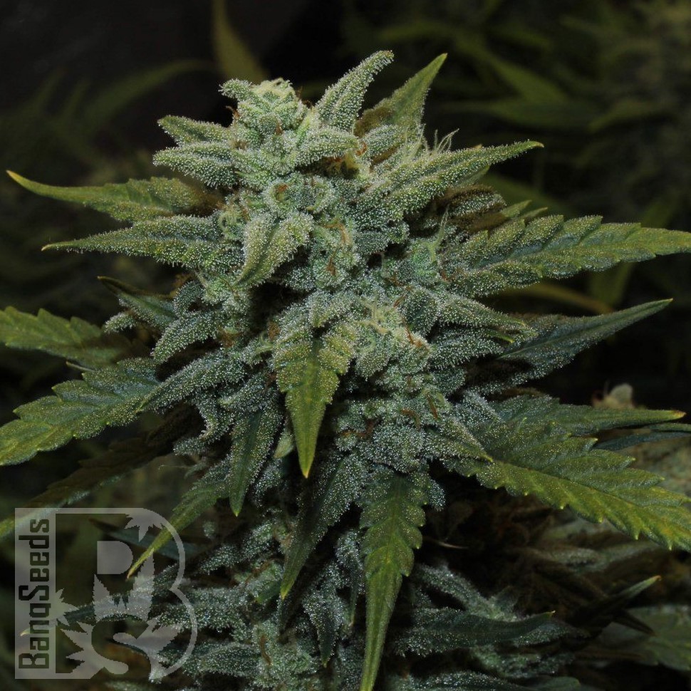 Семена марихуаны  Auto Chemdawg feminised Ganja Seeds