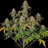 Семена марихуаны  Auto Chemdawg feminised Ganja Seeds