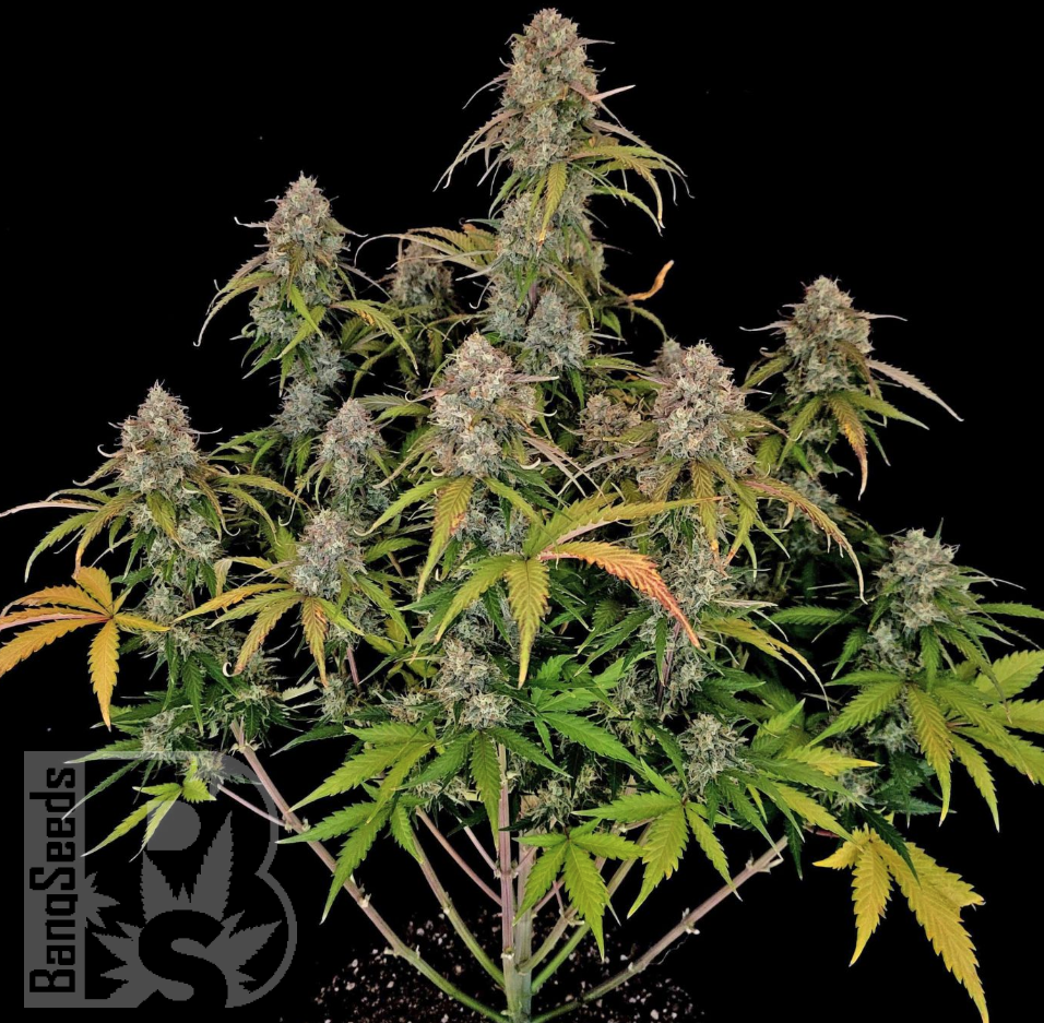 Семена марихуаны  Auto Chemdawg feminised Ganja Seeds