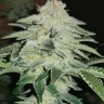 Семена марихуаны  Auto Chemdawg feminised Ganja Seeds