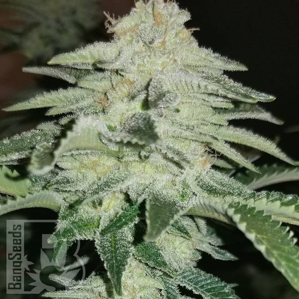 Семена марихуаны  Auto Chemdawg feminised Ganja Seeds