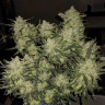 Семена марихуаны  Auto Chemdawg feminised Ganja Seeds