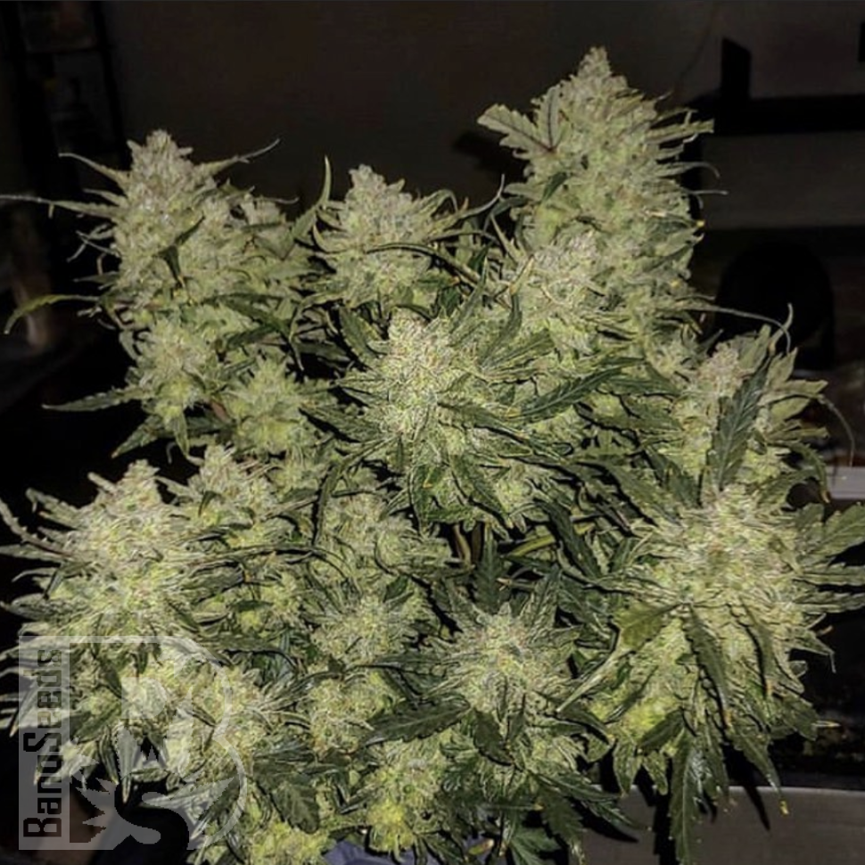 Семена марихуаны  Auto Chemdawg feminised Ganja Seeds