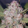 Семена марихуаны  Auto Chemdawg feminised Ganja Seeds