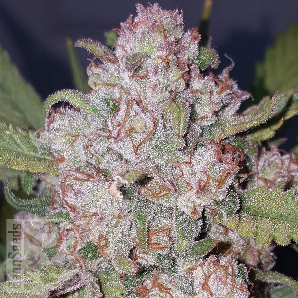 Семена марихуаны  Auto Chemdawg feminised Ganja Seeds