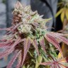 Семена марихуаны  Auto Chemdawg feminised Ganja Seeds