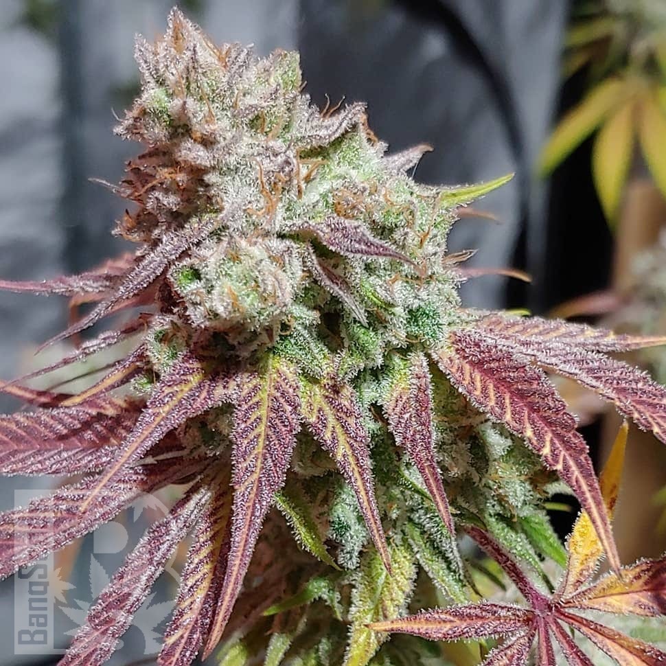Семена марихуаны  Auto Chemdawg feminised Ganja Seeds