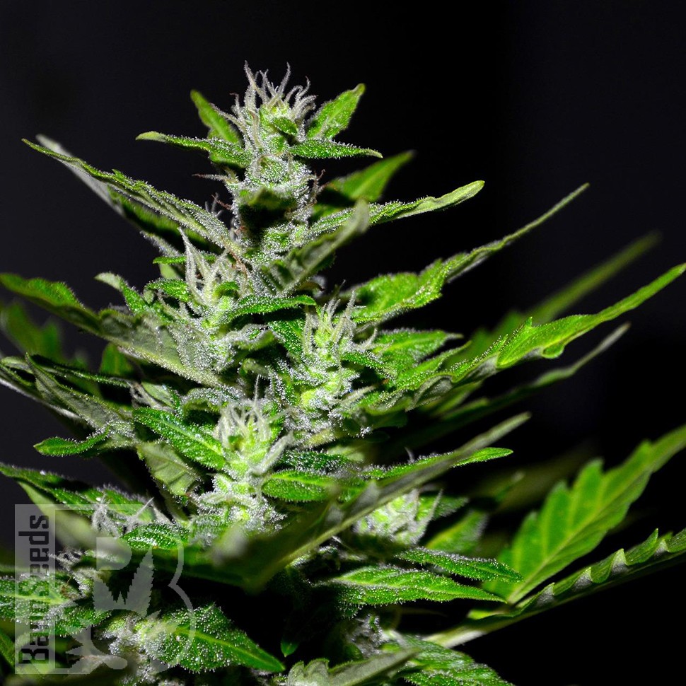 Семена марихуаны Auto Maria feminised Ganja Seeds